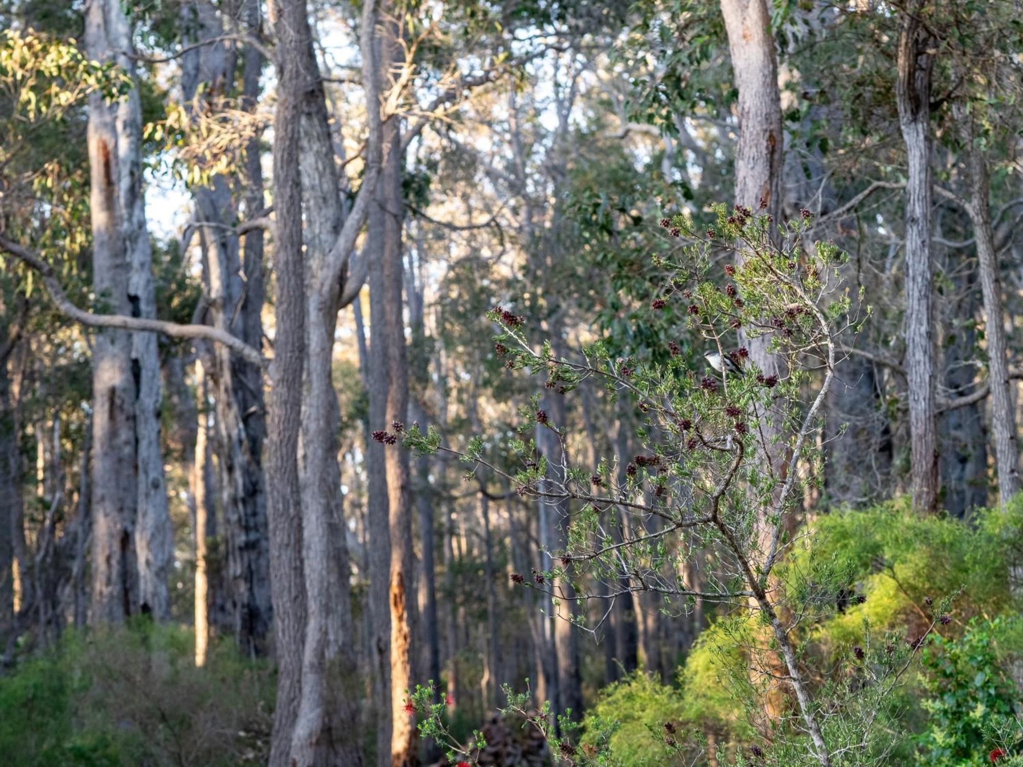 Jarrah Grove Forest Retreat - Adults Only Luxury Chalet Rosa Glen Exterior foto